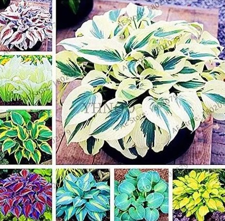 Mixed 8 Types Hosta 100 Seeds