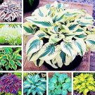 Mixed 8 Types Hosta 100 Seeds
