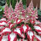 Rare Hosta Seeds - White Leaves With Thick Red Edges 150 Seeds