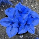 Bonsai Hosta Plants, Perennials Jardin Lily Shade Hosta Flower Flores Herb Plants 100 Seeds