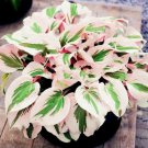 Hosta Flower Seeds Perennials White 150 Seeds