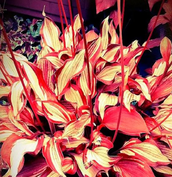 Eye-Catching Hosta Seeds: Red And Gold Stripe Pattern - Stunning Garden Addition 150 Seeds