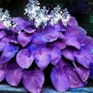 Hosta Seeds Purple Round Leaves 200 Seeds