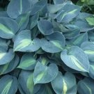 'Touch Of Class' Blue/Yellow/Green Mixed Hosta 100 Seeds