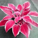 Hosta Seed Perennials - Rose Red Leaves With White Edge 200 Seeds
