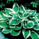 Hosta Seed Perennials - Bright Green Leaves With White Edge 200 Seeds
