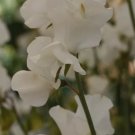 25 Solstice White Sweet Pea Seeds for Garden Planting