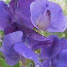 25 Heathcliff Sweet Pea Seeds for Garden Planting