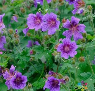 25 Himalayan Cranesbill Geranium Seeds for Garden Home Garden Seeds