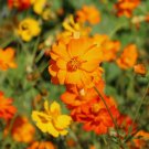 200 Diablo Cosmos Seeds for Garden Planting Home Garden Seeds