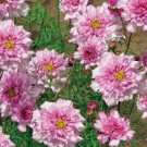 200 Double Click Bicolor Rose Cosmos Seeds for Garden Home Garden Seeds