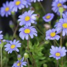 200 Blue Marguerite Daisy Seeds for Garden Planting Home Garden Seeds