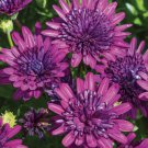 50 Blue & Purple 3D Cape Daisy Seeds for Garden Planting Home Garden Seeds