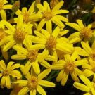 200 Damianita (Chrysactinia Mexicana) Daisy Seeds for Garden Home Garden Seeds