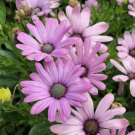 200 Light Purple Cape Daisy Seeds for Garden Planting Home Garden Seeds