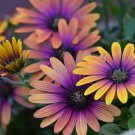 200 Purple & Yellow Cape Daisy Seeds for Garden Planting Home Garden Seeds