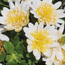 200 Yellow & White 3D Cape Daisy Seeds for Garden Home Garden Seeds