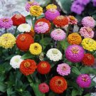 100 Sprite Mix Zinnia Seeds for Garden Planting Home Garden Seeds