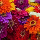 100 Zin Master Mix Zinnia Seeds for Garden Planting Home Garden Seeds