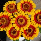 100 Sombrero Zinnia Seeds for Garden Planting Home Garden Seeds