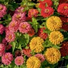 100 Sunbow Mix Zinnia Seeds for Garden Planting Home Garden Seeds