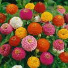 100 Lilliput Mix Zinnia Seeds for Garden Planting Home Garden Seeds