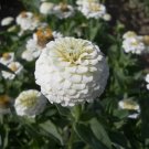 100 Lilliput White Zinnia Seeds for Garden Planting Home Garden Seeds