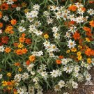 100 Linearis Mix Zinnia Seeds for Garden Planting Home Garden Seeds
