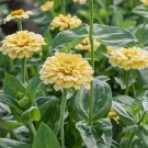 100 Isabellina Zinnia Seeds for Garden Planting Home Garden Seeds
