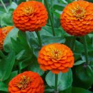 100 Lilliput Orange Zinnia Seeds for Garden Planting Home Garden Seeds