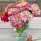 100 Bon Bon Mix Zinnia Seeds for Garden Planting Home Garden Seeds