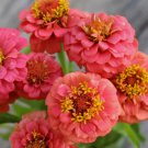 100 Lilliput Salmon Zinnia Seeds for Garden Planting Home Garden Seeds