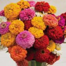 100 Oklahoma Mix Zinnia Seeds for Garden Planting Home Garden Seeds