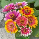 100 Carrousel Mixed Zinnia Seeds for Garden Planting Home Garden Seeds