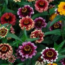 100 Aztec Sunset Zinnia Seeds for Garden Planting Home Garden Seeds