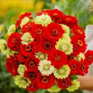 100 Christmas in July Mix Zinnia Seeds for Garden Home Garden Seeds