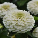 100 Benary Giant White Zinnia Seeds for Garden Planting Home Garden Seeds