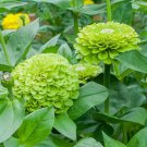 100 Benary Giant Lime Zinnia Seeds for Garden Planting Home Garden Seeds