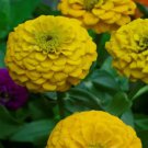 100 Lilliput Yellow Zinnia Seeds for Garden Planting Home Garden Seeds