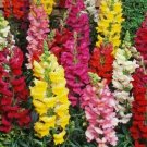 Snapdragon Flower Seeds Beautiful Tall Mixed Colors Garden  5000 Seeds Garden Seeds