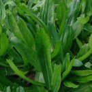 Culantro Seeds Recao Ngò Gai Non-Gmo Eryngium Foetidum Tropical Herb 1000 Seeds Garden Seeds