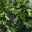 Malabar Red Stem Spinach Seeds Red Vine Spinach Ceylon Non-Gmo  30 Seeds Garden Seeds