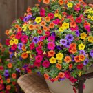 Petunia Seeds Mixed Rainbow Color Bonsai Grandiflora Flowers 1500 Mg 5000Seeds Garden Seeds