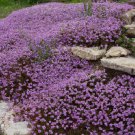 Creeping Thyme Seeds: Perennial Herb & Purple Groundcover Usa 5000  Seeds Garden Seeds