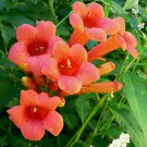 Hummingbird Trumpet Creeper Vine Campsis Radicans Flower 70 Seeds Garden Seeds