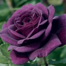 Dark Purple #15 Rose Rose Bush ~Rare-G-Usa Seller 50 Seeds Garden Seeds