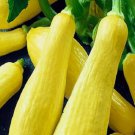Straightneck Squash Seeds Non-Gmo Squash Seeds Fresh Heirloom 20 Seeds Garden Seeds