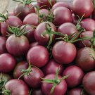 Black Cherry Tomato Seeds Heirloom / Non-Gmo G Seed Store 30 Seeds Garden Seeds