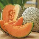 Jumbo Hales Cantaloupe Melon Seeds Non-Gmo Heirloom Fresh 50 Seeds Garden Seeds