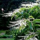 100 Lily Of The Valley Sourwood Seeds (Oxydendrum Arboreum) | Honey Bee Tree 100Seeds Garden Seeds